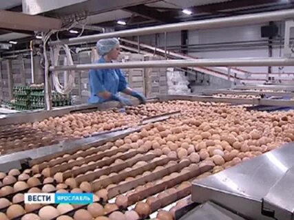 Верхневолжская птицефабрика