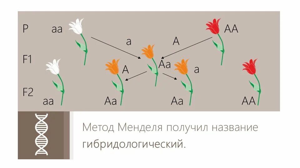 Различные фенотипы одуванчиков одного генотипа вид изменчивости