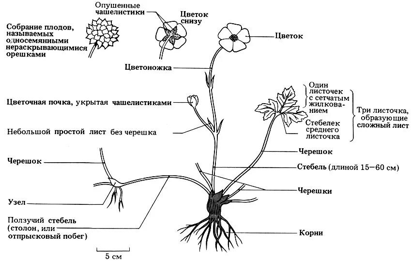 Какие корни у покрытосеменных растений. Лютик едкий строение. Лютик едкий органы растения. Строение цветка Лютика. Лютик едкий строение цветка.