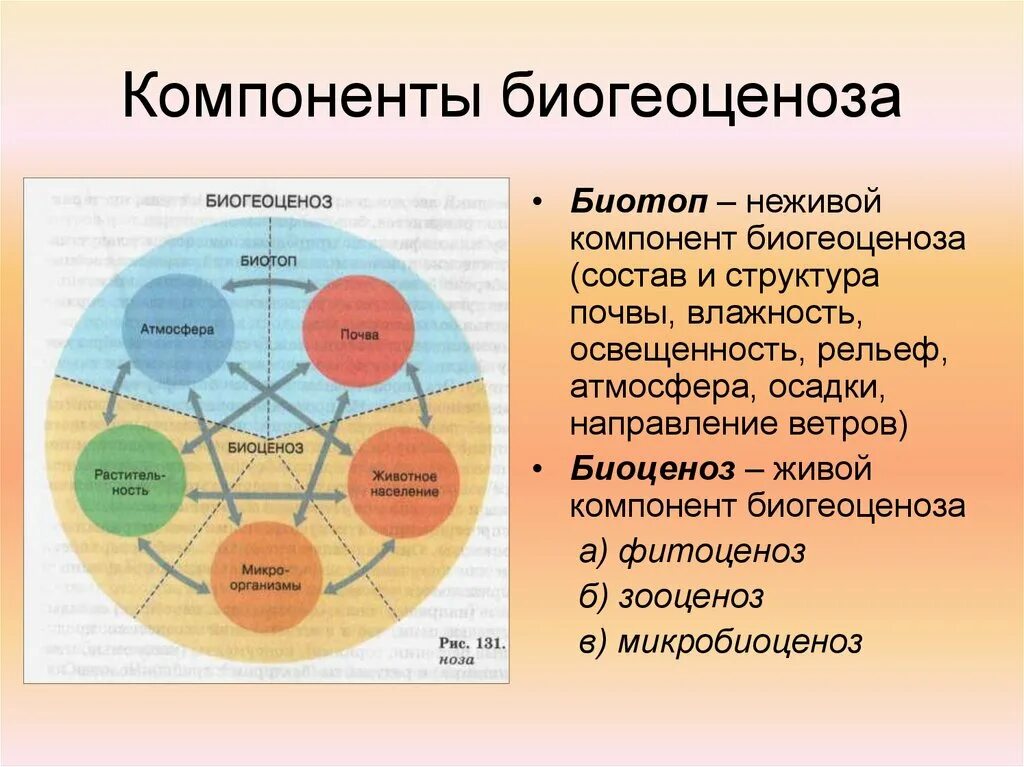 Основные структурные компоненты биогеоценоза. Структура биогеоценоза 9 класс. Биогеоценоз и структура биогеоценоза. Структурные элементы биогеоценоза. Основные компоненты биогеоценоза.