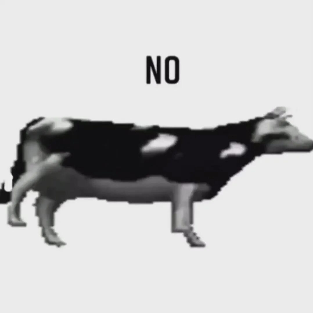 Корова танцует. Польская корова вырезано. Польская корова видео. Сумасшедшая корова. Корова танцует.