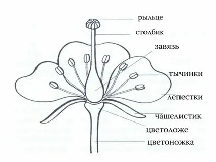 Схема растения 7 класс биология