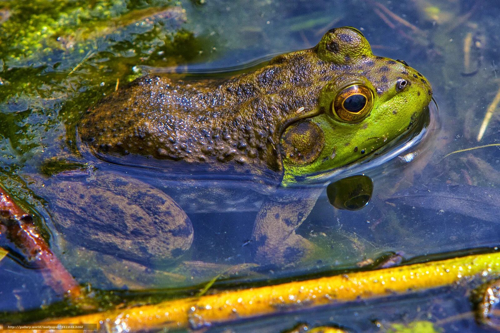 амфибия лягушка. лягушка живет в болоте. головастик тритон лягушка. озерная лягушка. болото с лягушками и жабами.