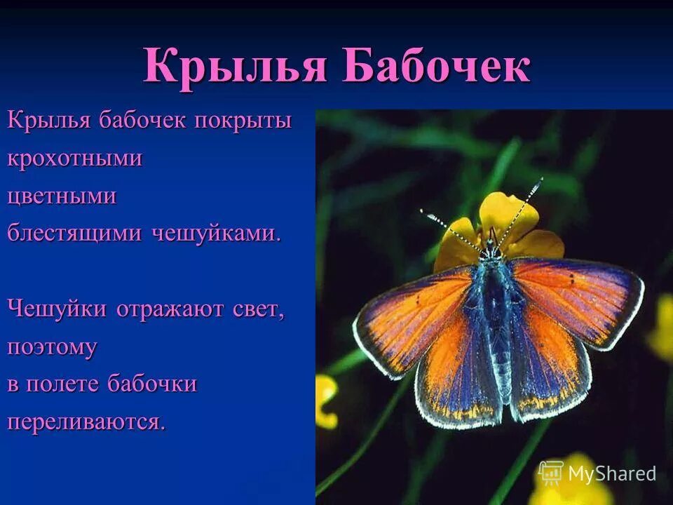 Бабочки относятся к группе. Крылья бабочки описание. Толщина крыла бабочки. Бабочка относится. В группе бабочки относятся.