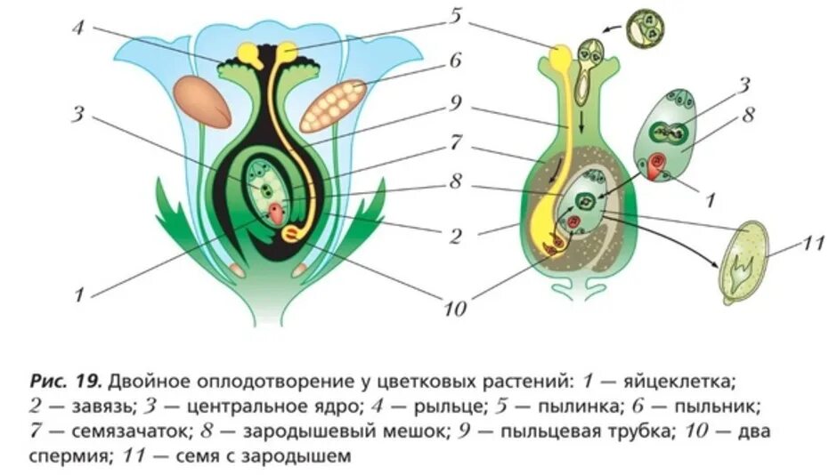 Как называют данный процесс пыльцевая трубка спермии. Оплодотворение покрытосеменных растений схема. Схема процесса двойного оплодотворения цветковых растений. Двойное оплодотворение у цветковых схема. Схема двойного оплодотворения у покрытосеменных растений 6.