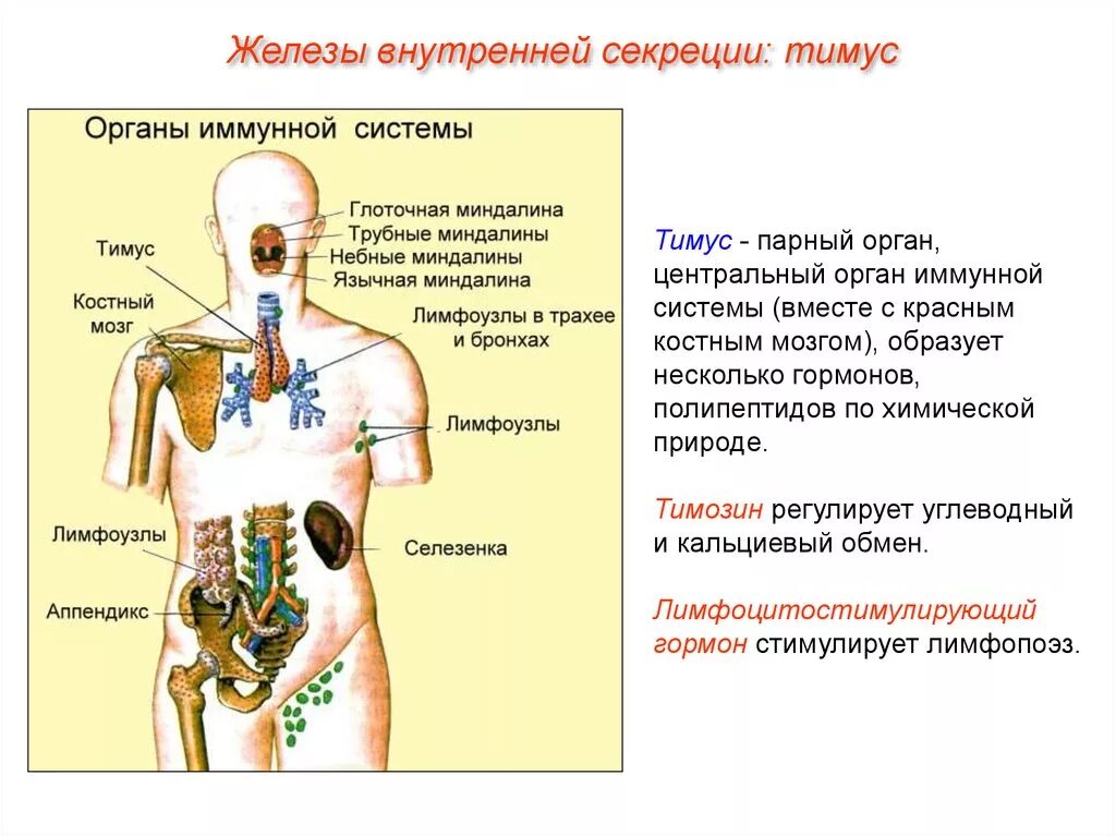 Схема расположения центральных и периферических органов иммунитета. Схема строения органов иммунной системы. Иммунитет центральные и периферические органы иммунной системы. Центральные органы иммунной системы вилочковая железа. И прочего железа