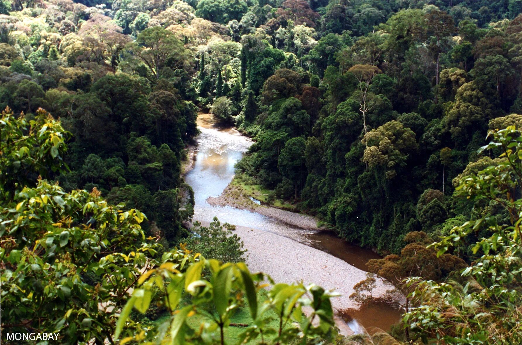 Amazon borneo congo. Тропические леса Борнео. Тропические леса Демократической Республики Конго. Экваториальные джунгли Конго. Калимантан джунгли.