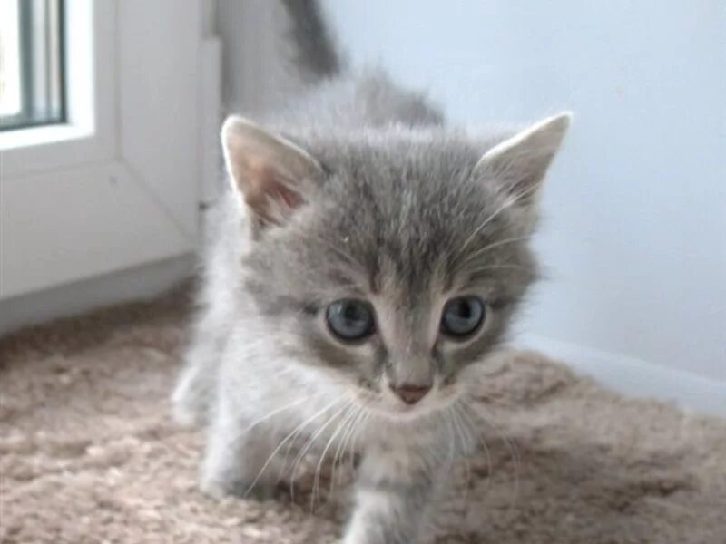 Котята екатеринбург. Котенок екб. Авито екатеринбург котята. Котенок екб. Маленький испуганный котенок.