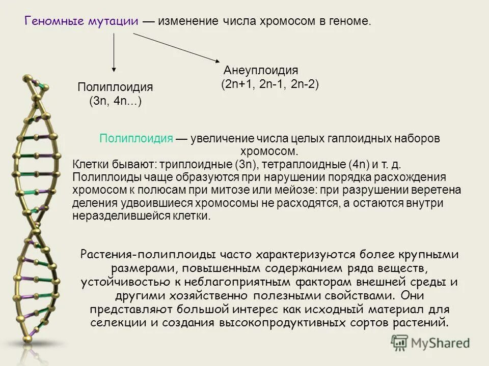 Появление мутаций при половом размножении. Геномные мутации изменение числа хромосом. Мутации связанные с изменением набора хромосом. Мутации связанные с изменением числа хромосом. Мутация не связанная с изменением числа хромосом.