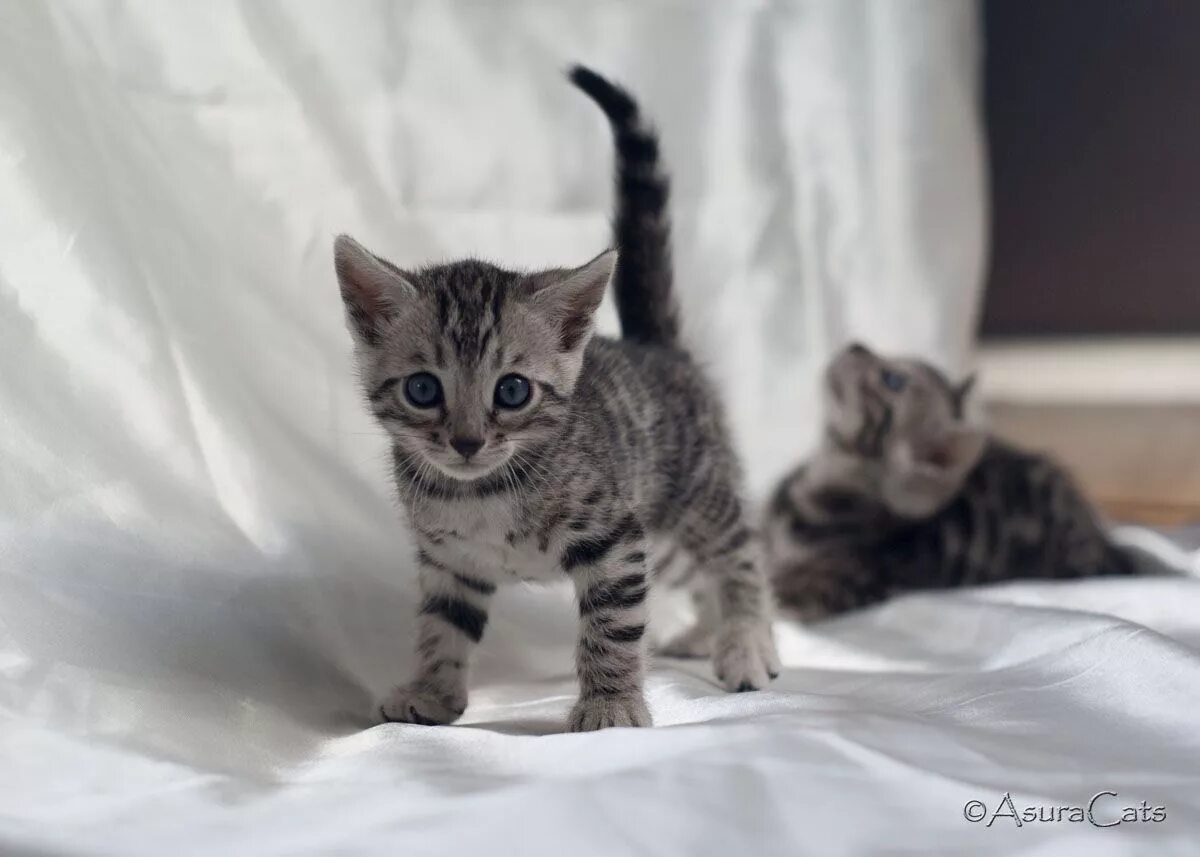 The Ultimate Cat Names Guide Silver bengal cat, Bengal cat names, Grey bengal ca