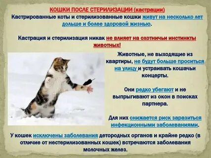 Стерилизованные кошки живут