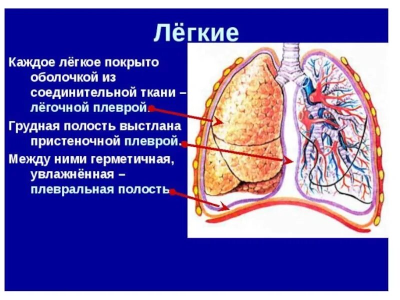 Строение плевральной полости. Легкие и плевральная полость. Плевральная полость легких. Плевра и плевральная полость. Каждое легкое покрыто оболочкой