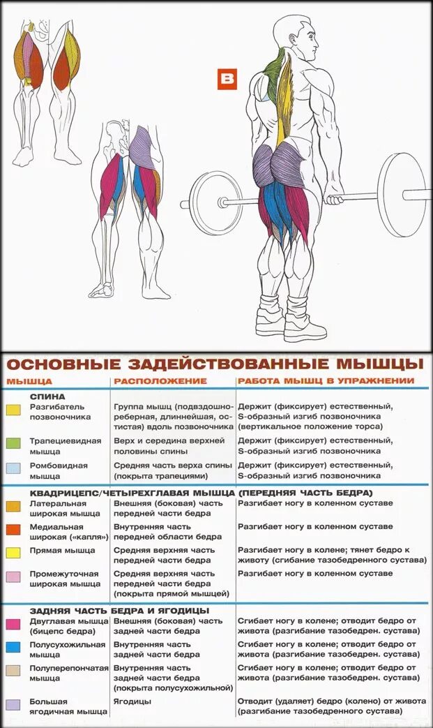 Становая какие мышцы. Становая тяга для мышц спины. Становая тяга анатомия упражнений. Мышцы задействованные при становой. Тренировка спины становая тяга.