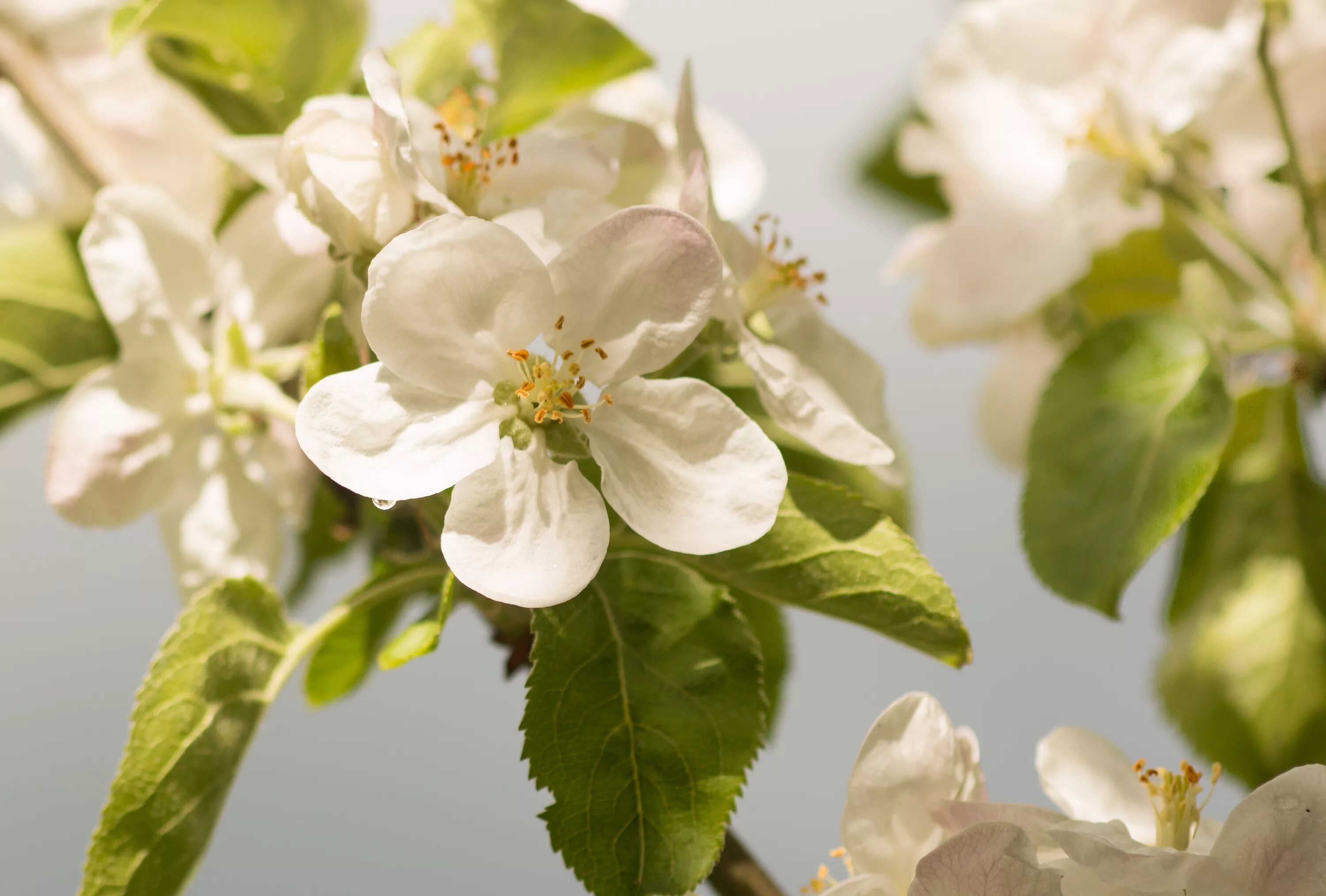 Яблоневый цвет (Apple Blossom). Яблоневый цвет Malus. Картинки яблоневый цвет