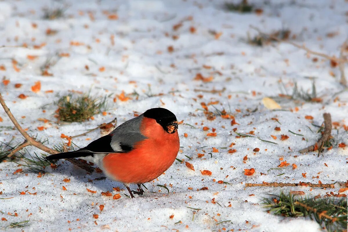 Pyrrhula pyrrhula. Снегирь обыкновенный pyrrhula pyrrhula. Камчатский снегирь. Снегири на рябине. Зимующие птицы снегирь.
