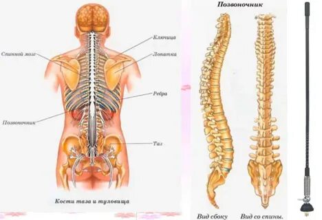 Расположенный на задней спинной стороне