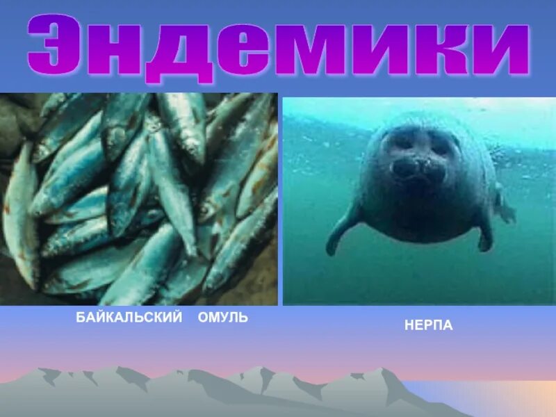 Какое животное является эндемиком озера байкал ответ. Рыбы эндемики. байкальский омуль и байкальская нерпа. эндемики байкала омуль. байкал нерпа омуль.