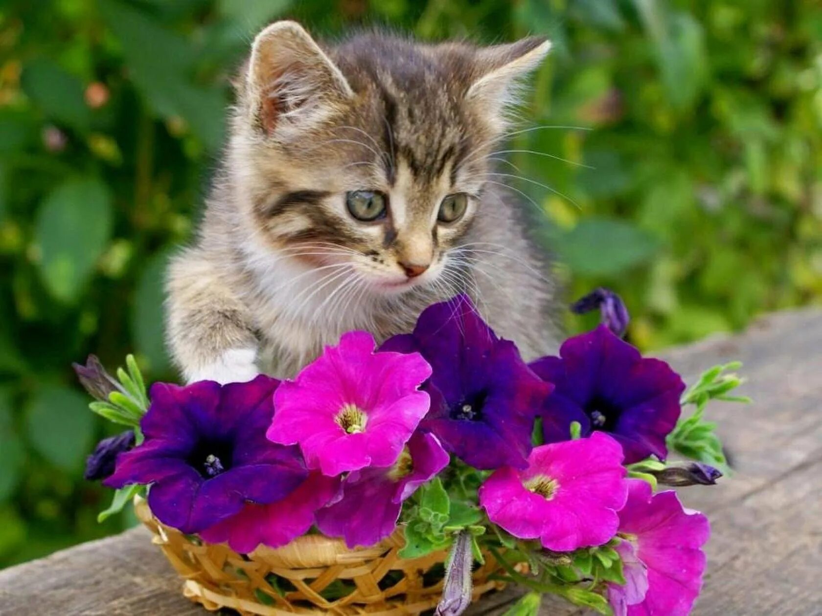 Котенок в цветах. Котёнок с цветком. Котенок с цветочком. Красивые котята в цветах.