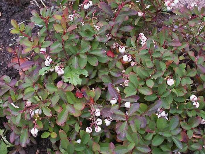 Гаультерия фото и описание кустарника Gaultheria miqueliana Image of an specimen Plantarium