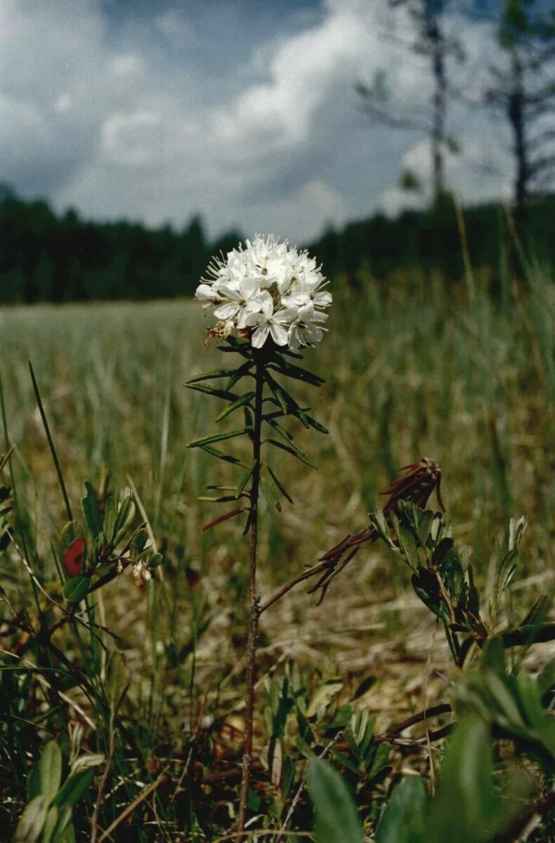 Багульник болотный. Багульник болотный (Ledum palustre). Багульник Тундровый. Багульник Уральский болотный. Трава багульника болотного