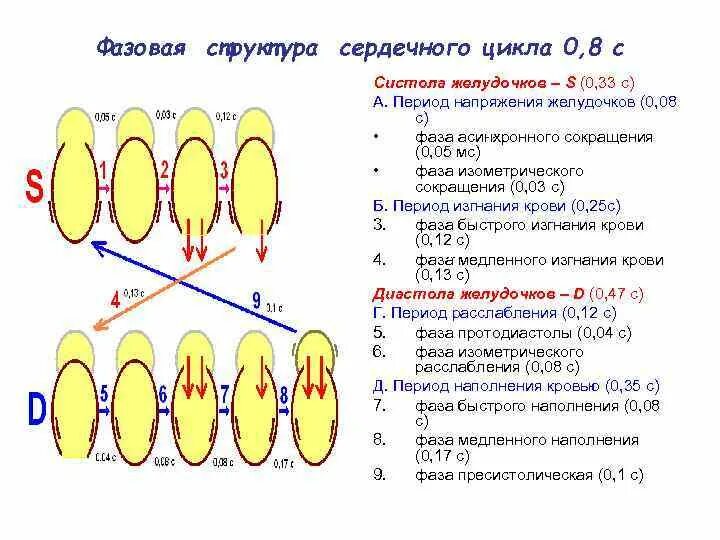 Сердечный цикл фаза асинхронного сокращения. Фаза изометрического сокращения сердца. Фазовая структура сердечного цикла. Период напряжения сердечного цикла.