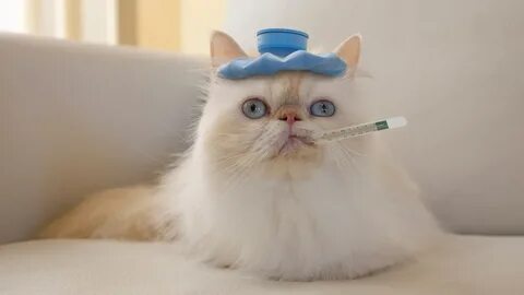 Блеющий кот