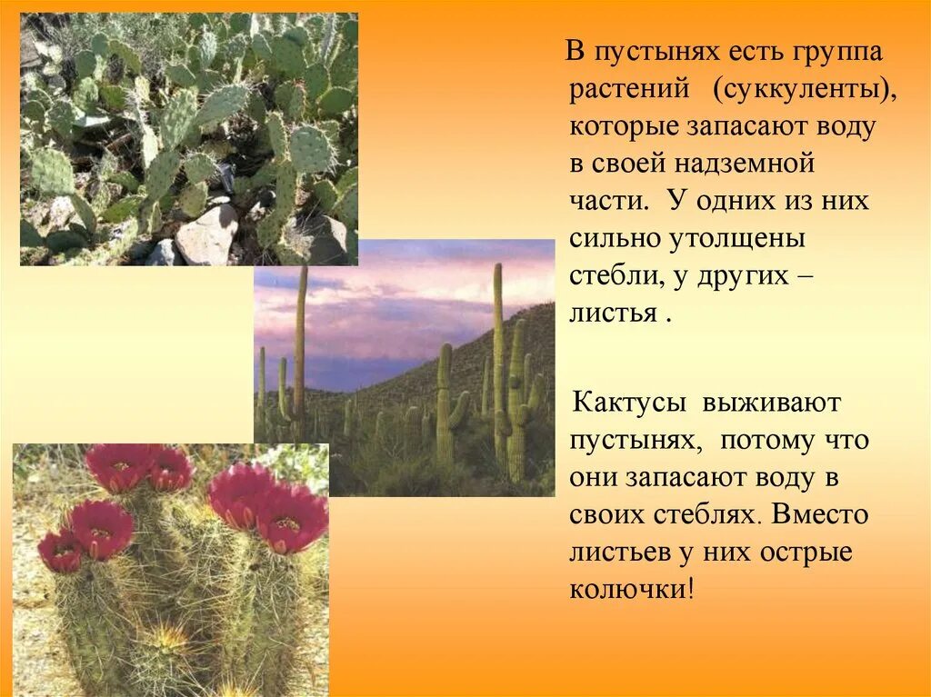 Кактус в какой природной зоне. Растения пустыни. Растительный мир пустыни. Растения пустыни с описанием. Растения пустыни презентация.