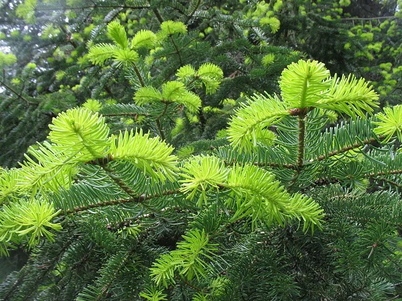 Как растет пихта. Пихта сибирская. пихта нордмана. сибирская (abies sibirica). пихта сибирская abies sibirica ledeb..