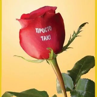Что за розы ты же это