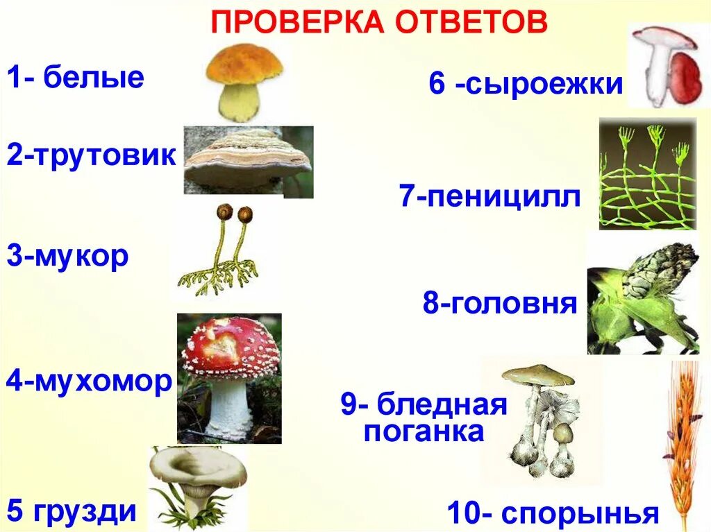 К какому царству относятся грибы 5 класс. Название представителей царства грибов. Царство грибов биология. Царство грибов 6 класс. Царство грибов делится на.