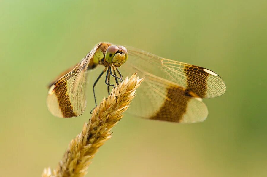 * стрекоза перевязанная (sympetrum pedemontanum all. стрекоза перевязанная. стрекоза перевязанная. стрекоза пьемонтская. Sympetrum pedemontanum.