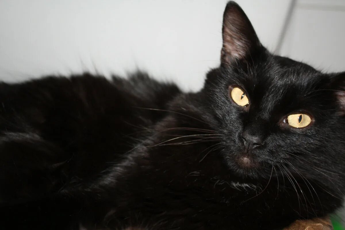 Типаж black cat это
