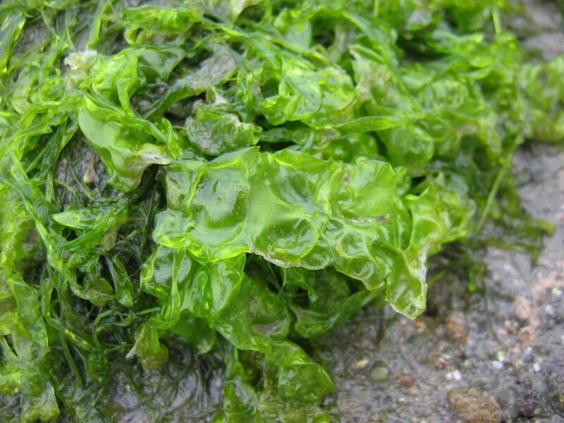 Ульва водоросль. Ульва лактука водоросль. Водоросли Ulva Lactuca. Ульва и ламинария.