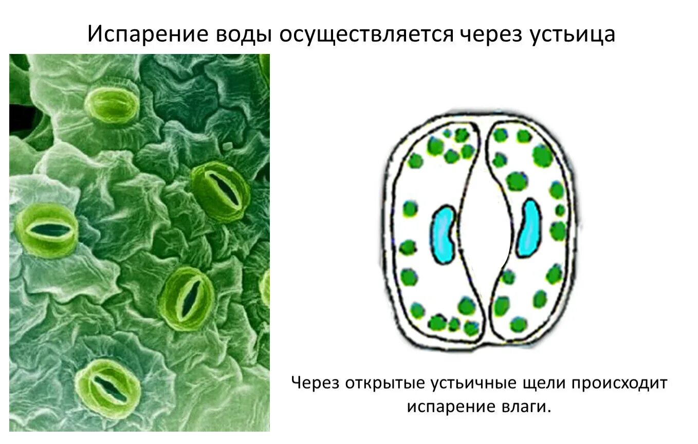 Устье растений. Испарение воды листьями растений устьица. Испарение воды растением устьица. Транспирация устьица. Устьица анатомия листа.