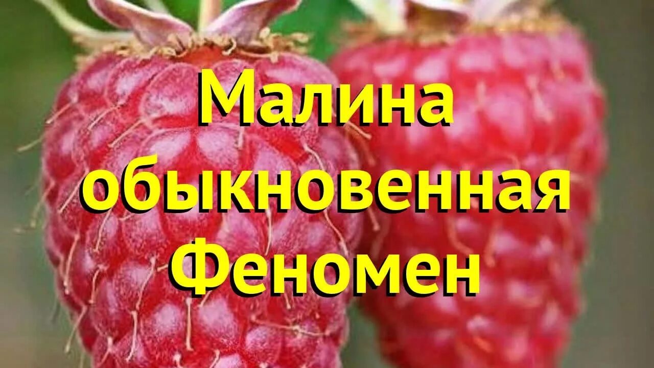 Сорт малины феномен. Малина феномен описание сорта. Малина феномен фото. Малина феномен описание сорта фото. Сорт малины феномен фото