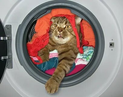 Кот в стиральной машинке