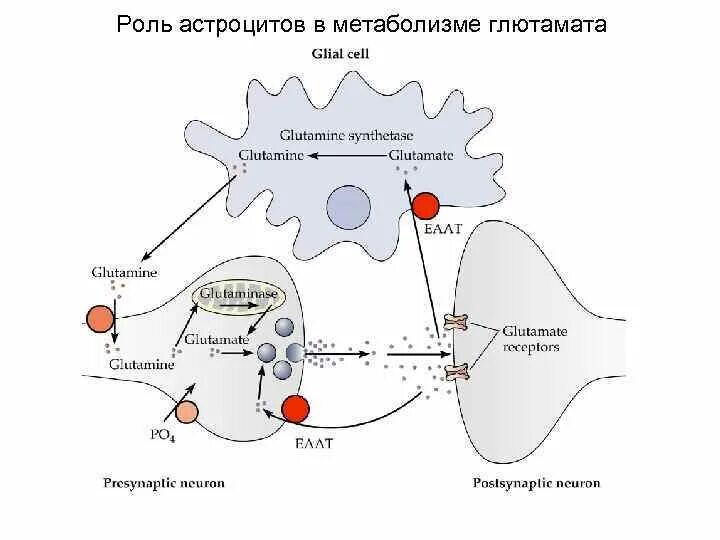 Глутамат в нервной ткани. Роль глутамата в ЦНС. Метаболизм глутамата в нервной системе. Влияние глутамата на Нейроны.