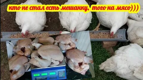 Бройлер 20 дней