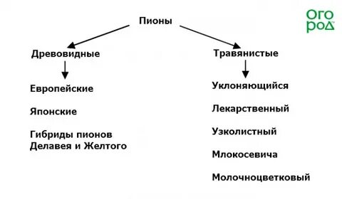 Наличие травянистых и древовидных форм