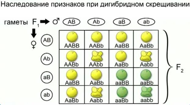 Тип гамет aabb. Типы гамет у особи аавв. Aabb гаметы. Aabb гаметы. Тип гамет aabb.