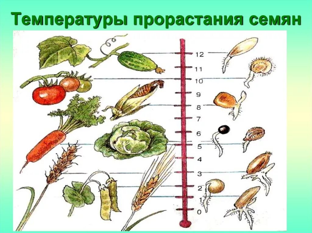 Какие еще условия необходимы для прорастания семян. Минимальная температура прорастания семян. Температурные условия прорастания семян. Условия прорастания семян температура. Температура прорастания семян 6 класс биология.