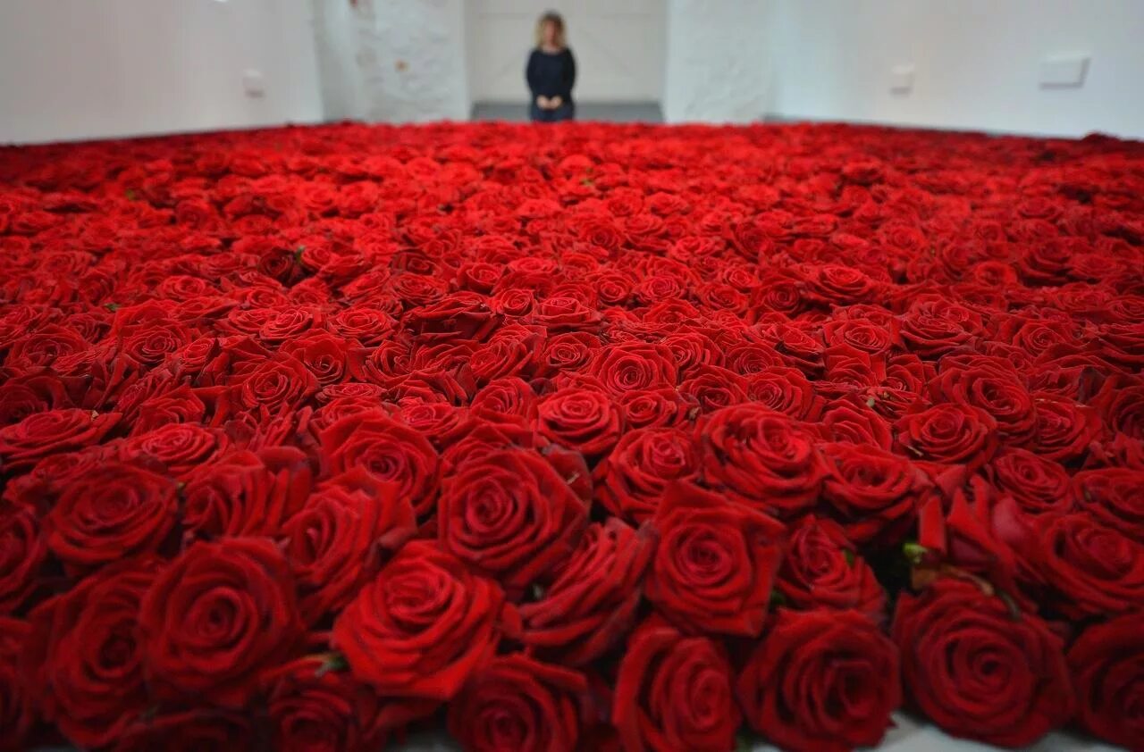 Миллион красных. Миллион алых роз. много роз. миллион красных роз. много алых роз.