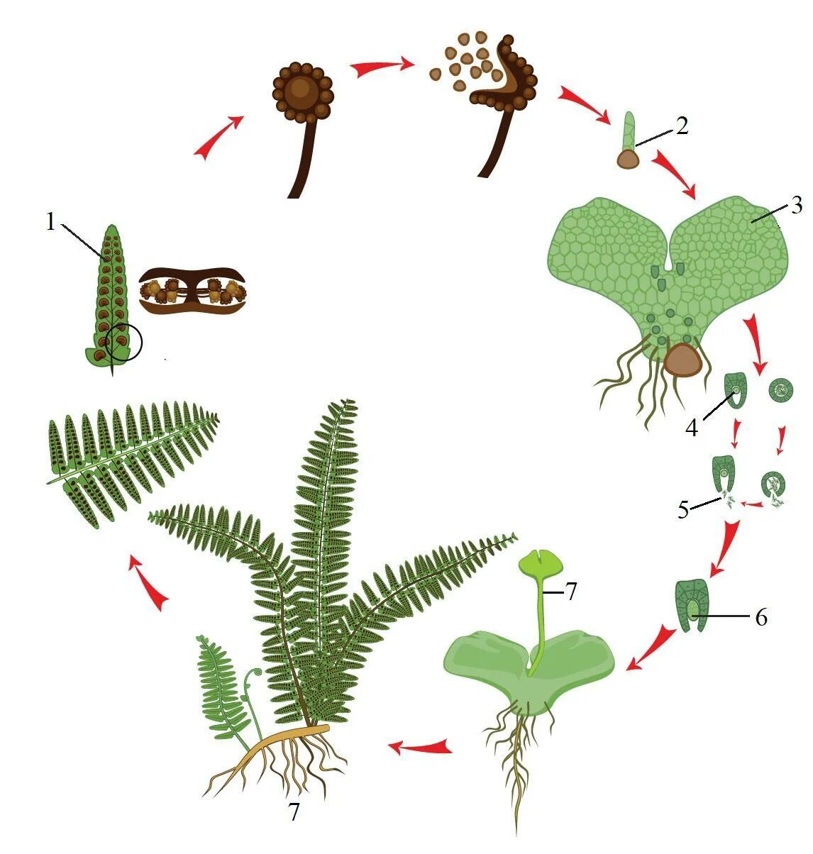 Цикл папоротника спорофит. Спорофит в виде заростка. Спорофилл плауна. Спорофит в виде заростка. Заросток папоротника.