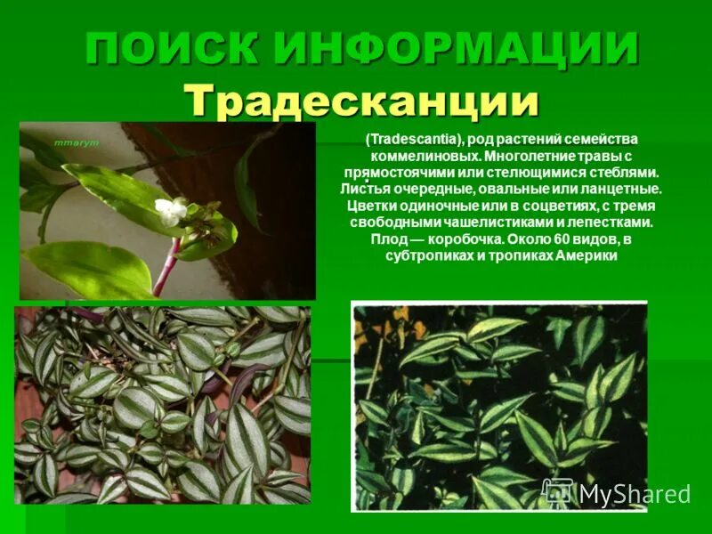 Традесканция королевская. Традесканция зебрина зеленая. Стебель традесканции. Традесканция зебрина. Традесканция инфинити.