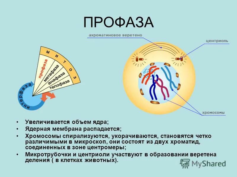 Хроматид в ядре