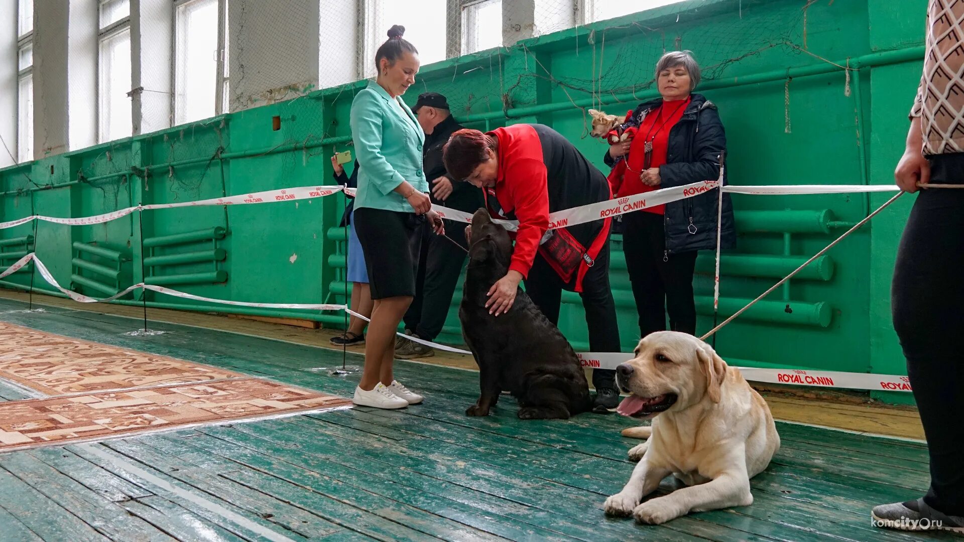 Выставка собак 2021. Выставка собак в Москве 2022. Выставка собак всех пород. Выставка собак в Дзержинске 2022 чемпион.