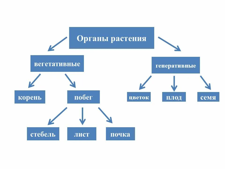 Вегетативные образования генеративные образования. Вегетативные и генеративные органы. генеративные органы растений.