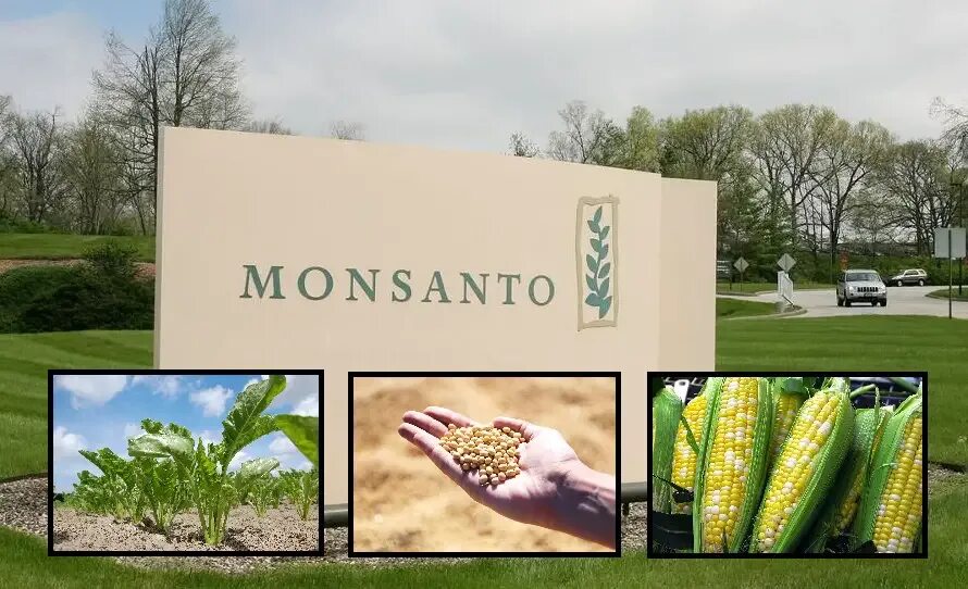 Картинки монсанто. Фирма монсанто сша. Фирма монсанто сша. Химическая компания "монсанто. Монсанто сша.