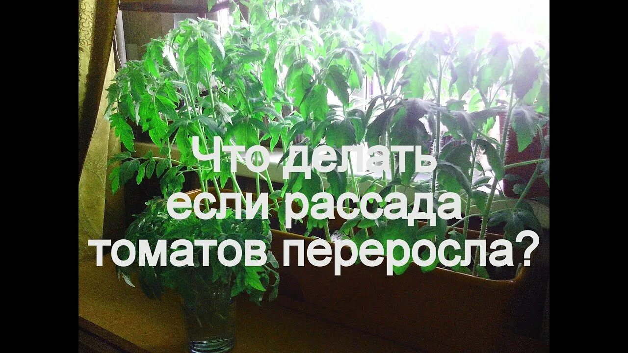 Рассада томатов переросла что делать. Переросшая рассада томатов. Если рассада томатов переросла что делать. Рассада помидор вытянулась что делать. Что зделать если Росада переромтает.