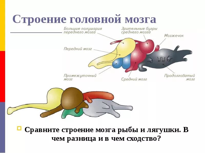 Строение головного мозга животных. Головной мозг хрящевых рыб. головной мозг рыбы строение и функции. строение мозга хрящевых рыб. отделы мозга лягушки.